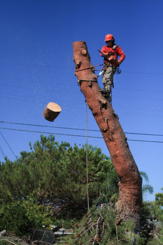 Professional Tree Removal