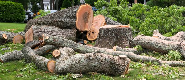 Large Tree Removal in Humble