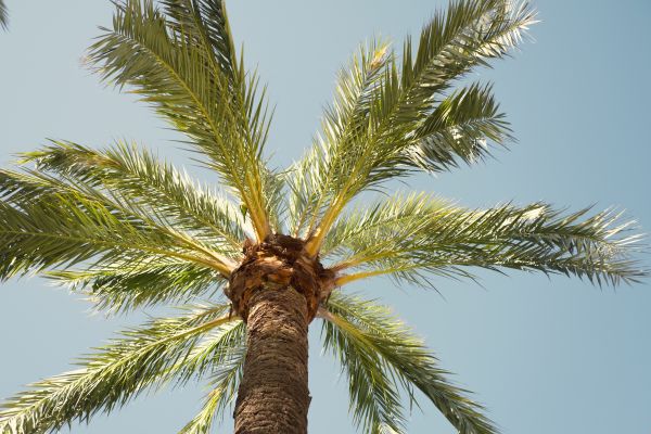 Palm Tree Removal in Humble