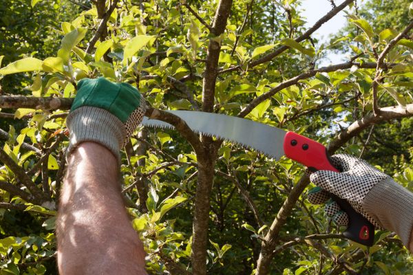 Small Tree Removal in Humble