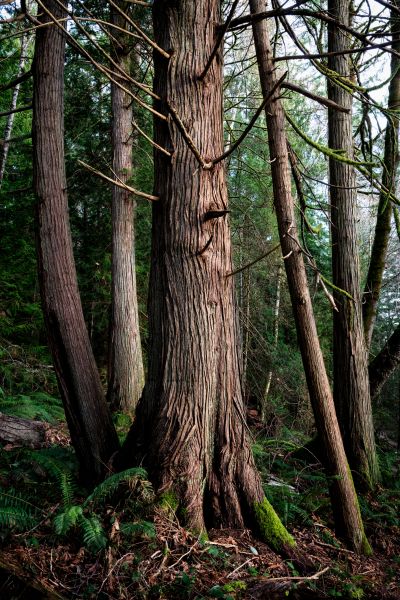 Cedar Tree Removal in Humble