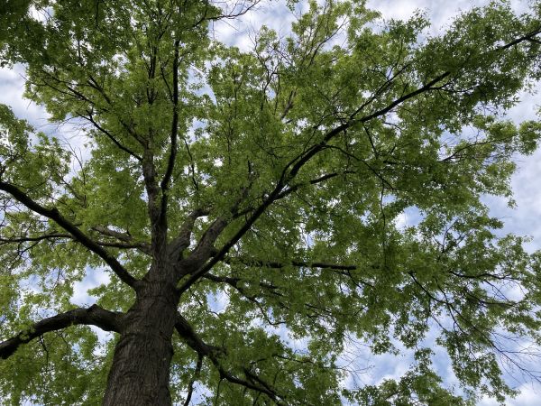 Oak Tree Removal in Humble