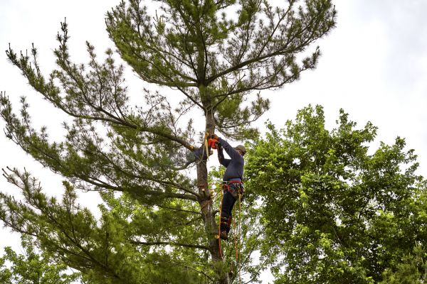 Pine Tree Removal in Humble