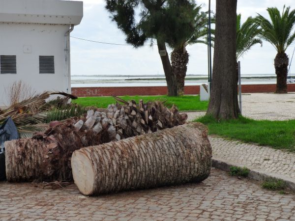 Palm Trees Removal in Humble