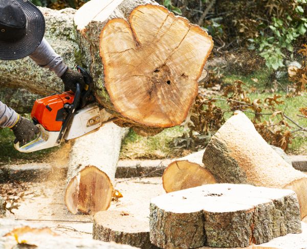Tree Removal Service in Humble