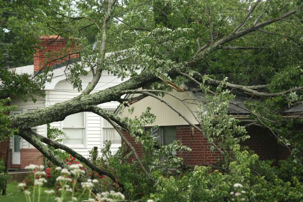 Emergency Tree Removal in Humble