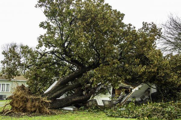 Fallen Tree Removal in Humble