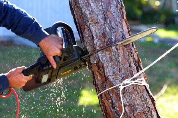 Dead Tree Removal in Humble